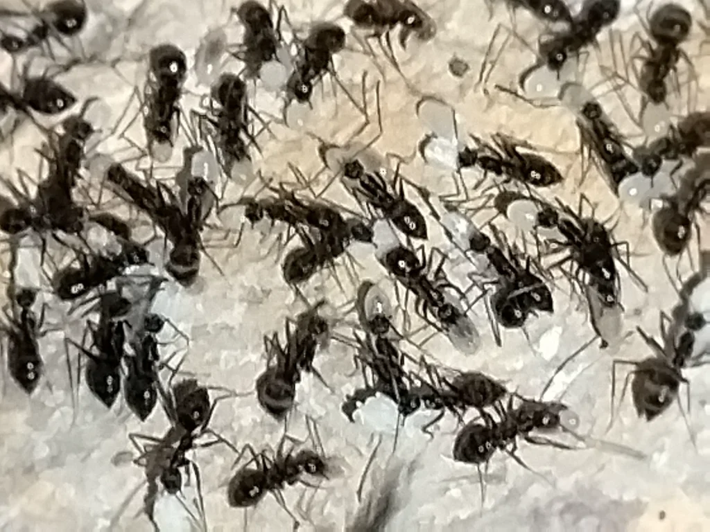 Large group of crazy ants swarming on a surface demonstrating colony behavior