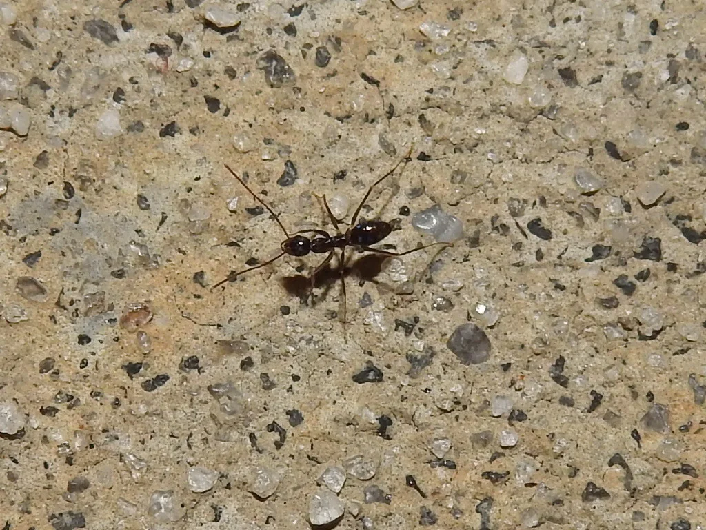 Crazy ant on concrete pavement showing natural habitat near structures
