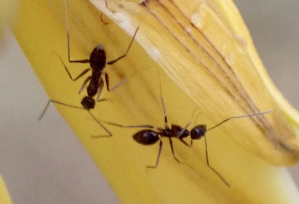 Multiple crazy ants foraging together showing their erratic movement patterns
