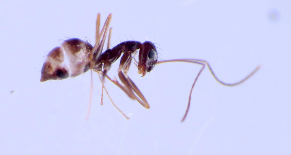 Side profile view of a crazy ant displaying elongated body segments and distinctive long legs