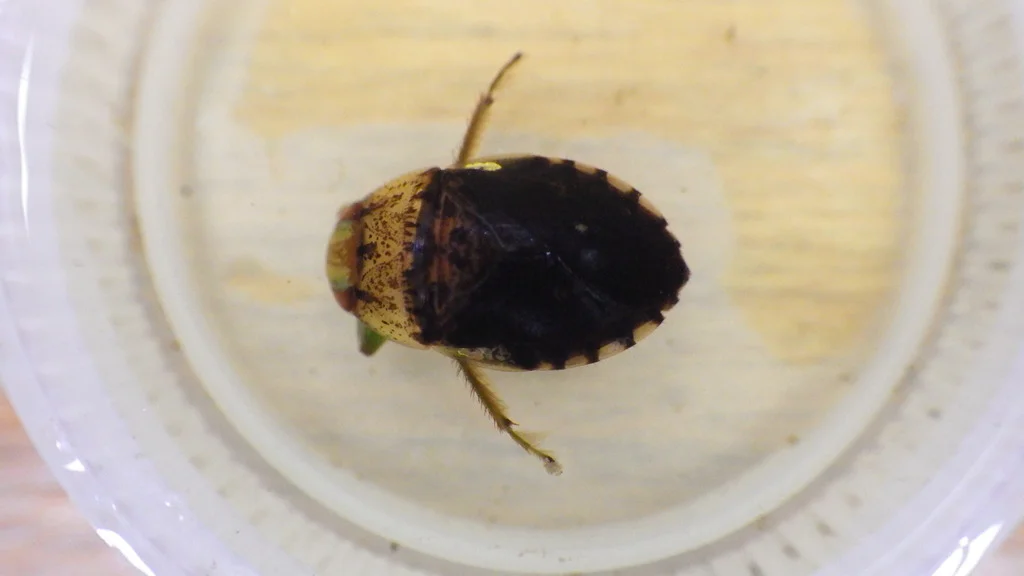 Dorsal view of creeping water bug showing mottled coloration and body structure