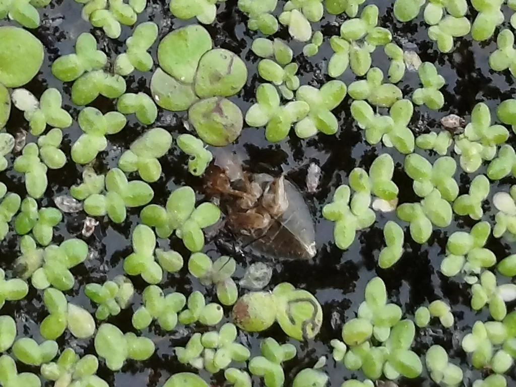 Creeping water bug in natural aquatic habitat among duckweed and aquatic vegetation