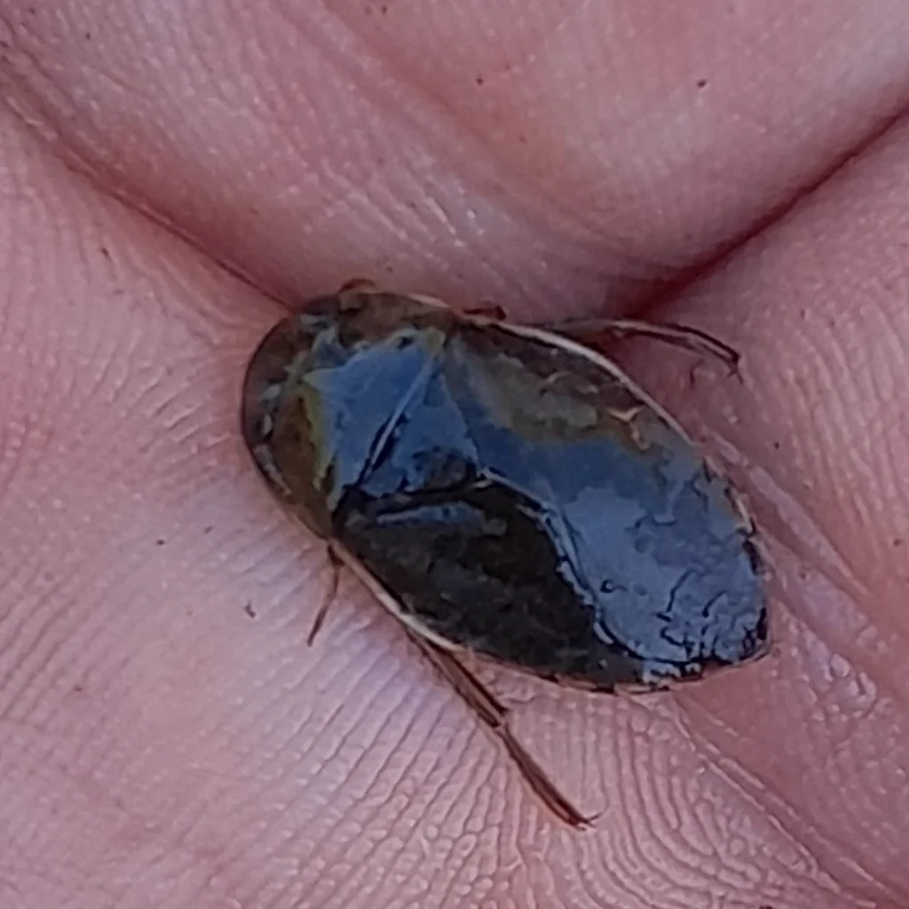 Creeping water bug held on a finger showing its small size relative to a human hand
