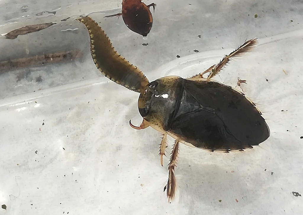 Creeping water bug swimming in water displaying its paddlelike rear legs