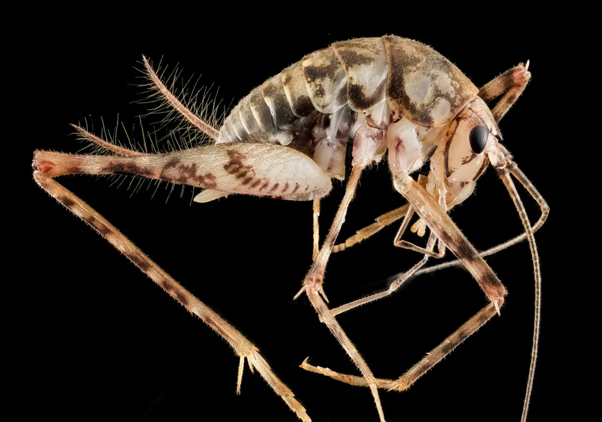 Close-up of a cricket