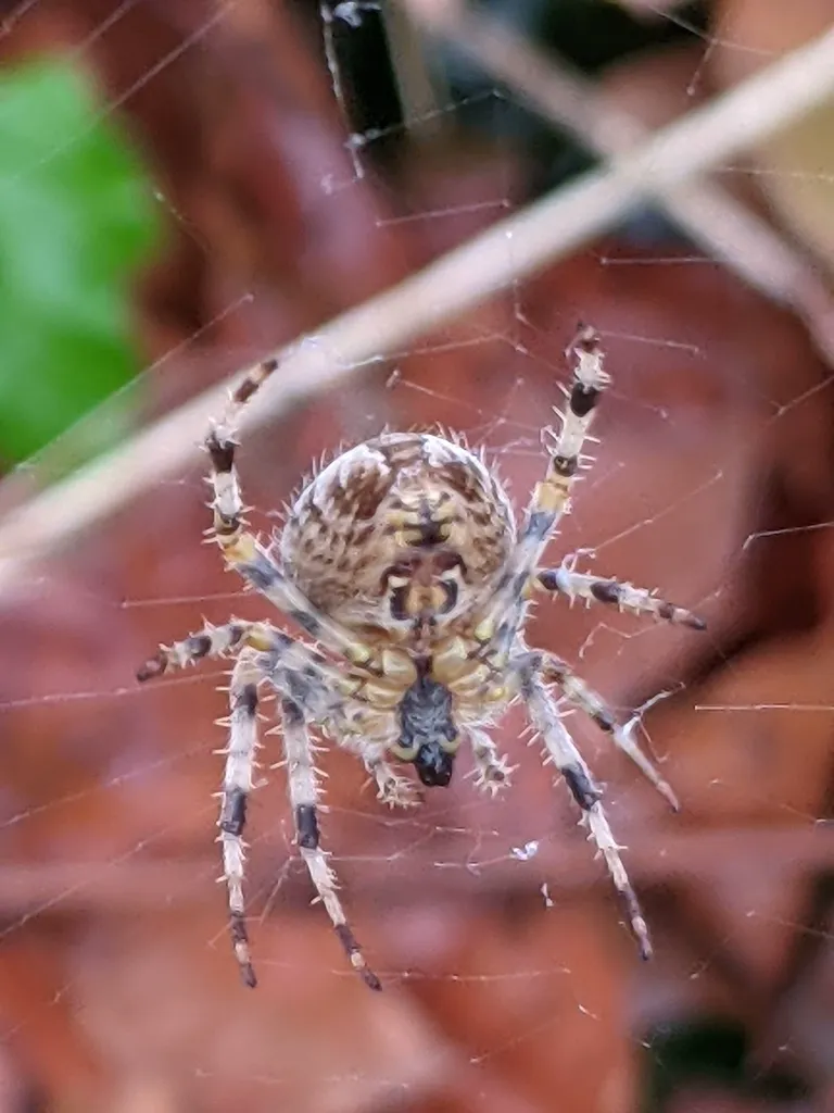 Close-up of a cross orbweaver on its web showing abdominal cross pattern and leg detail