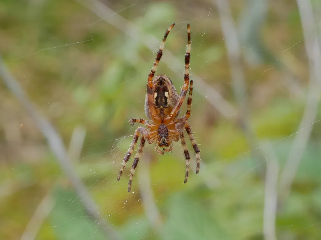 Cross orbweaver on web displaying banded legs and brown body markings