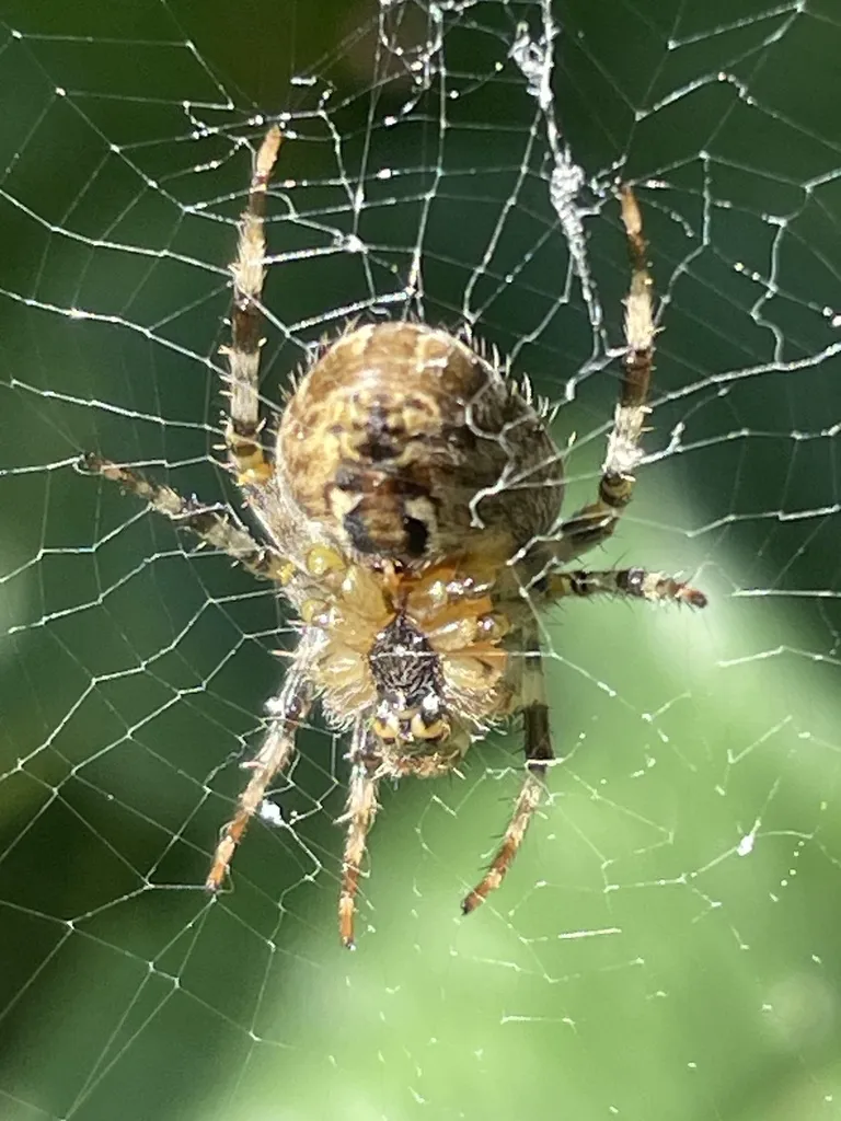 Cross orbweaver wrapping captured prey in silk on its orb web