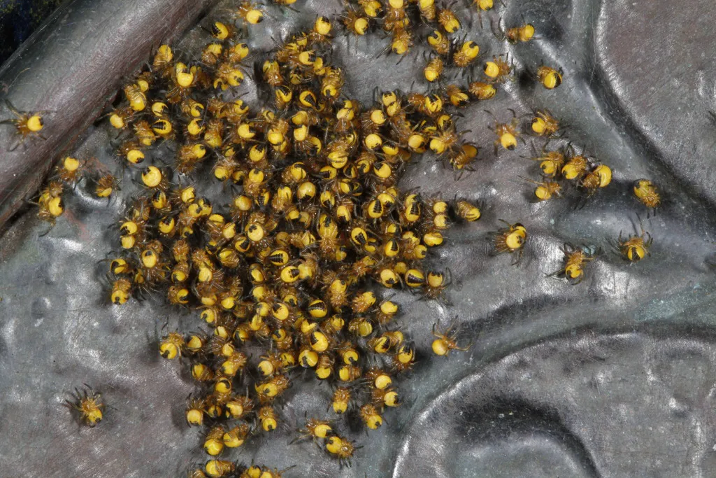 Cluster of cross orbweaver spiderlings gathered together after hatching