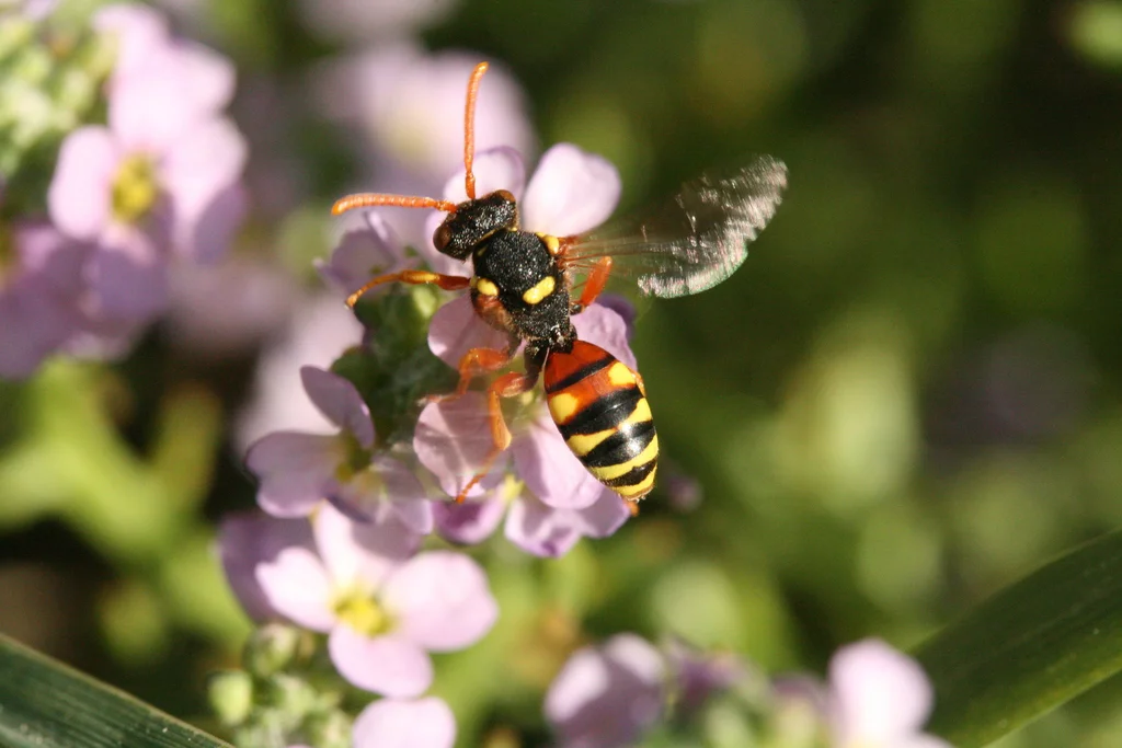 Cuckoo bee in flight near flowers showing wasp-like appearance