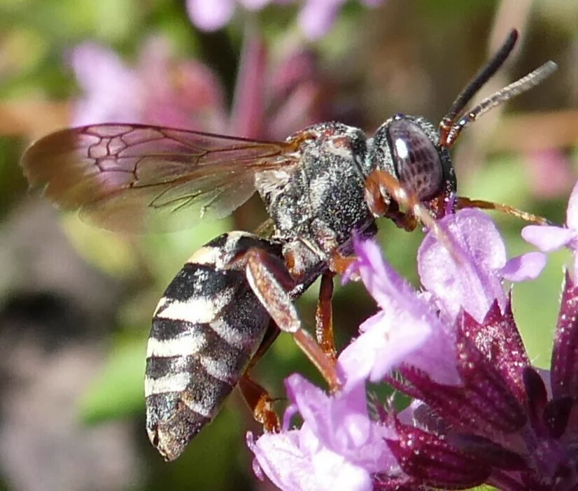 Cuckoo bee foraging on a purple flower showing black and white banded abdomen