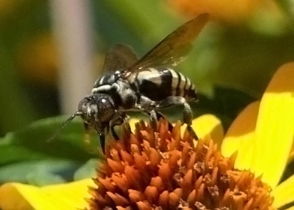 Side profile of cuckoo bee on yellow flower