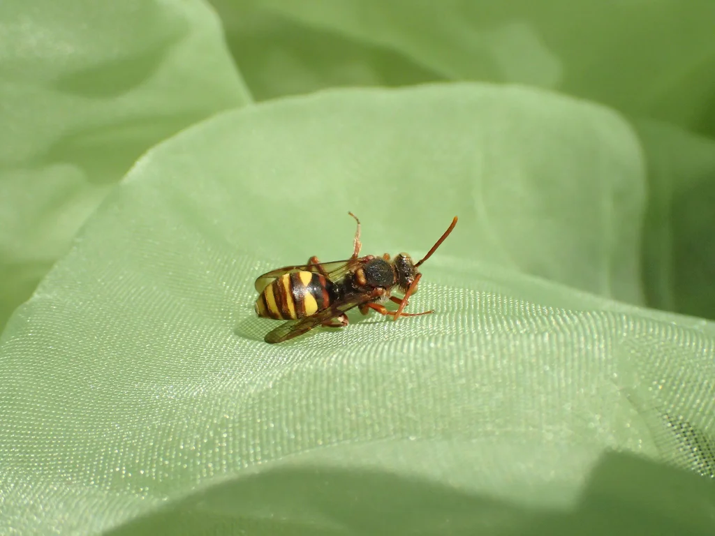 Cuckoo bee resting on green leaf showing yellow and black markings