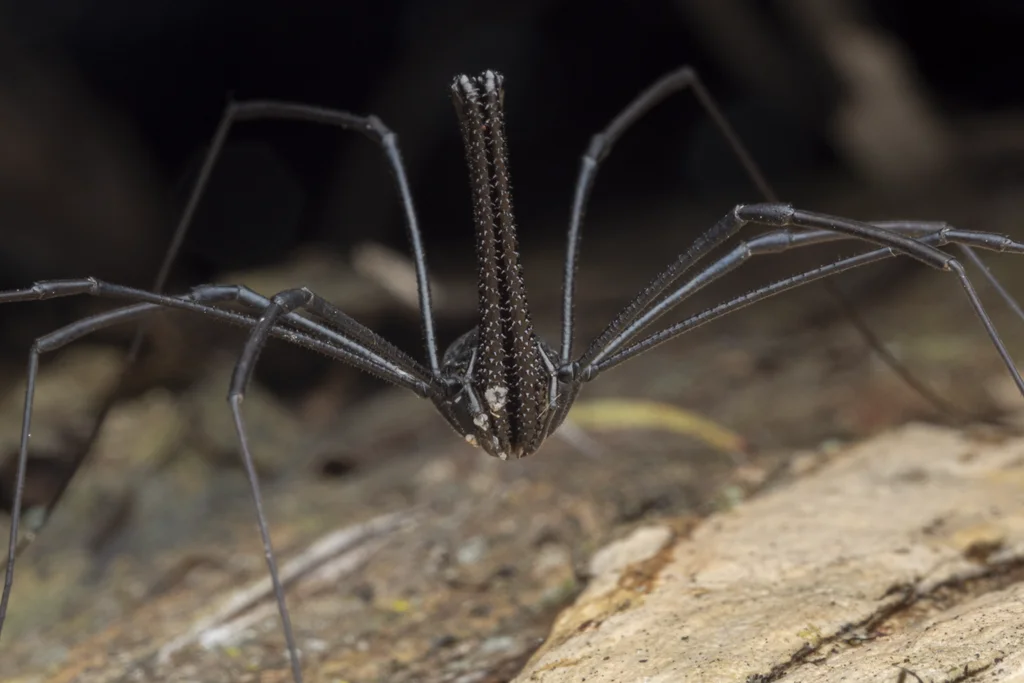 Front view of daddy long legs harvestman displaying leg arrangement