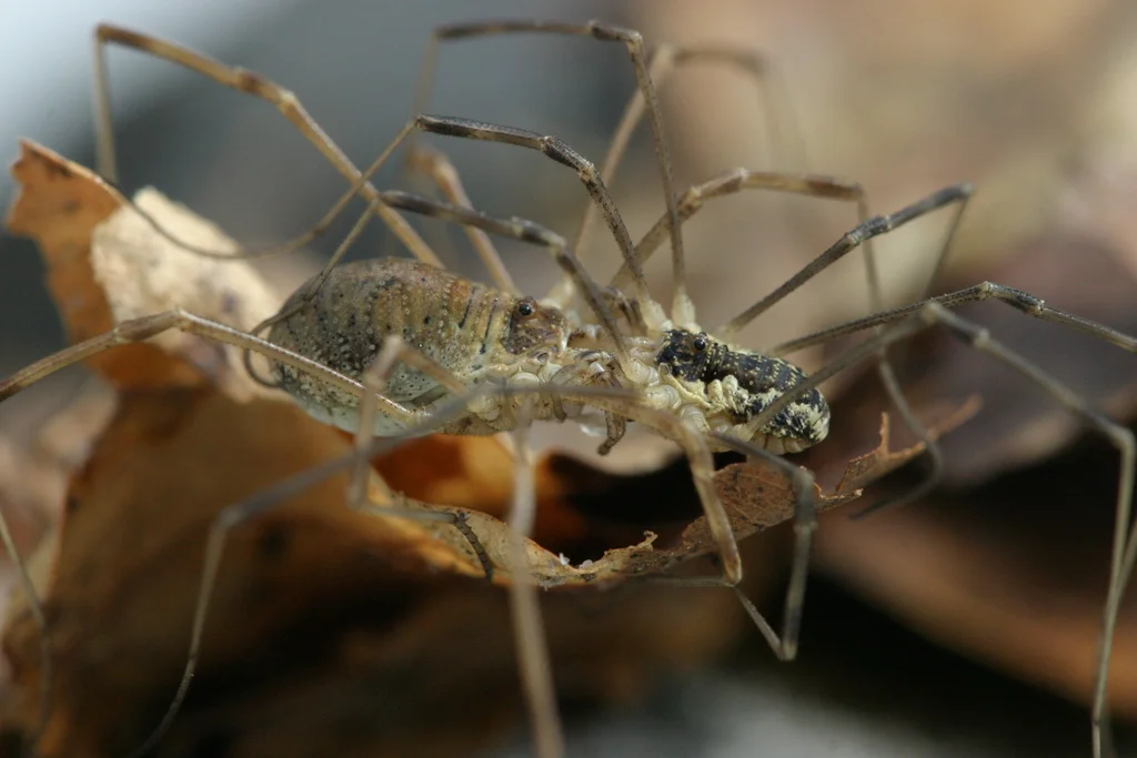 Daddy long legs in natural leaf litter habitat