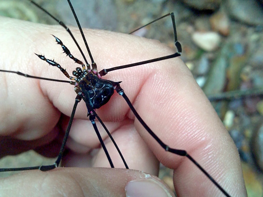 Daddy long legs held in hand showing scale comparison with human fingers