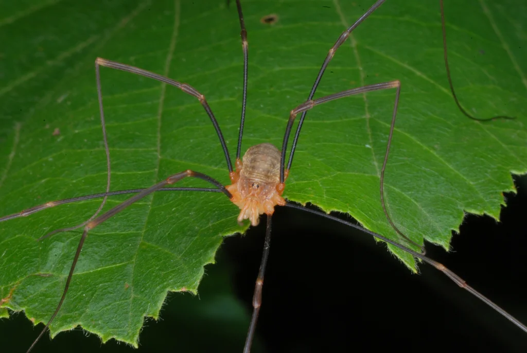 Daddy long legs harvestman on a green leaf showing leg length and body structure