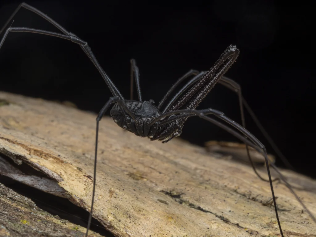 Side profile of daddy long legs showing elongated legs against dark background