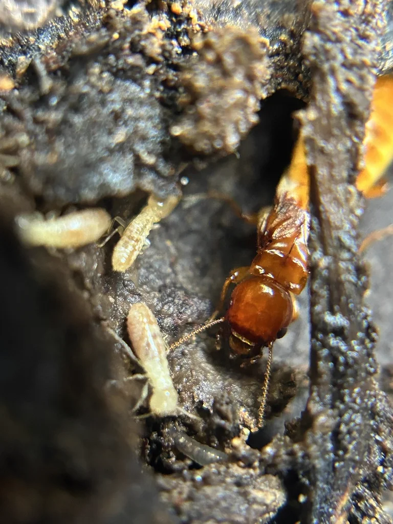 Dampwood termite soldier with reddish-brown head alongside workers