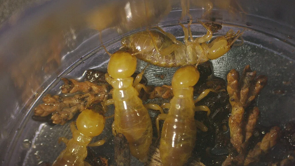 Group of dampwood termites showing various life stages