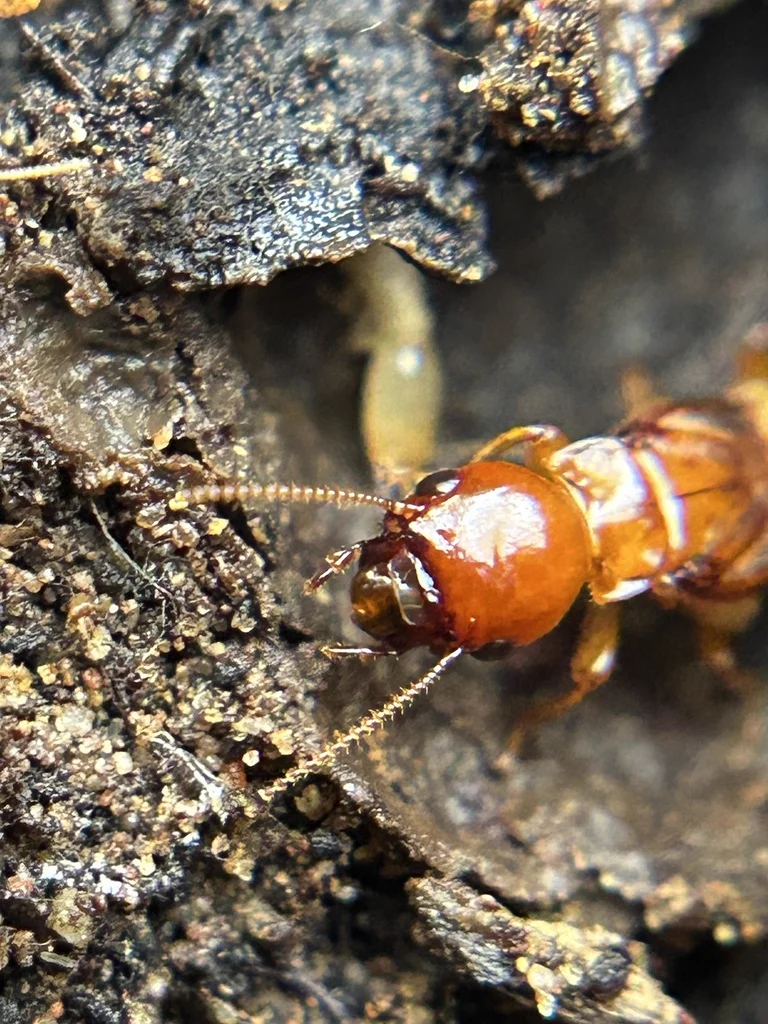 Dampwood termite on decaying wood in its natural habitat