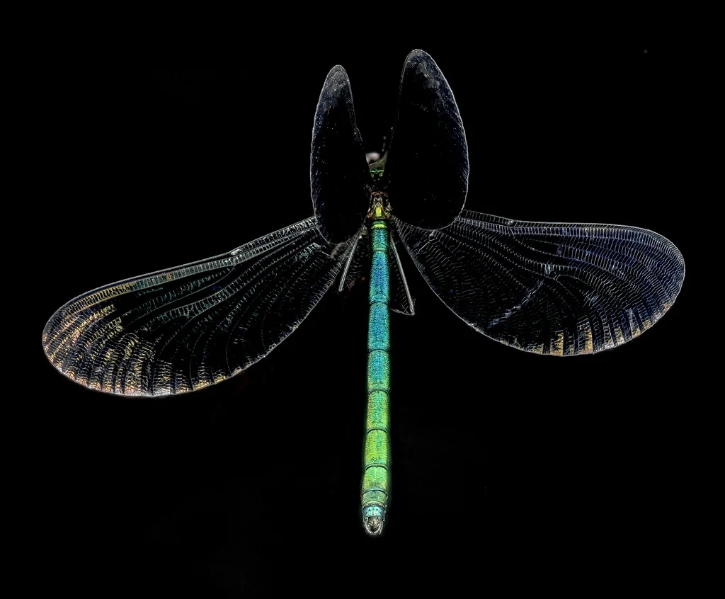 Ebony jewelwing damselfly with dark iridescent wings spread on black background