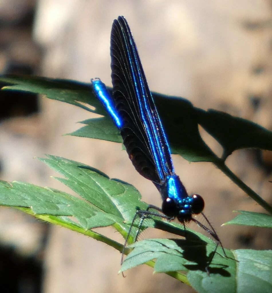 Brilliant blue damselfly with wings folded vertically perched on green leaf