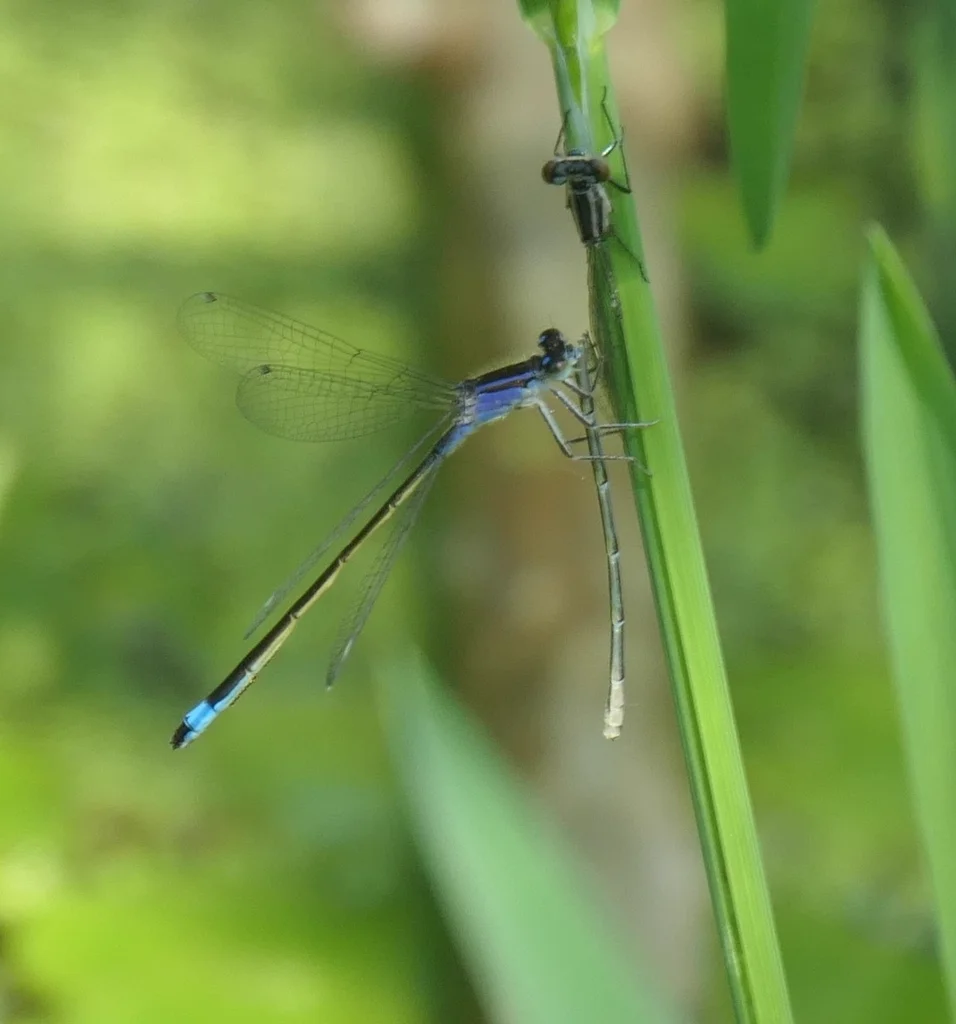Blue damselfly perched on plant stem in natural wetland habitat