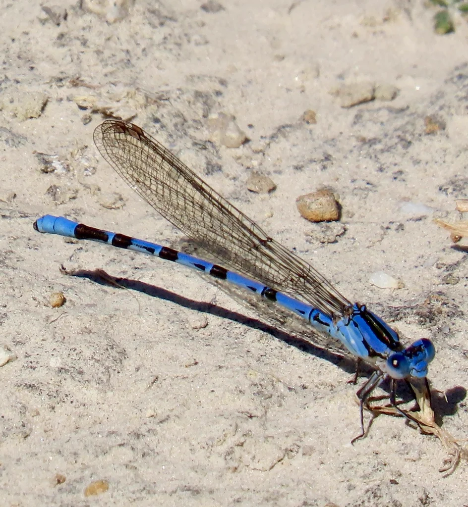 Blue damselfly with black banding resting on sandy ground showing complete body and delicate wings