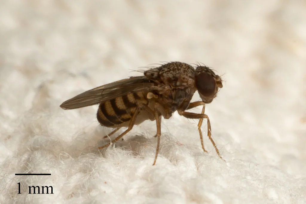 Side profile of a dark-eyed fruit fly with 1mm scale bar showing body structure
