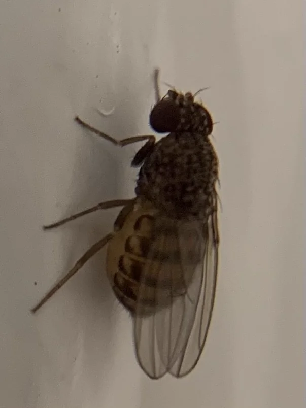 Dark-eyed fruit fly on white surface showing full dorsal view
