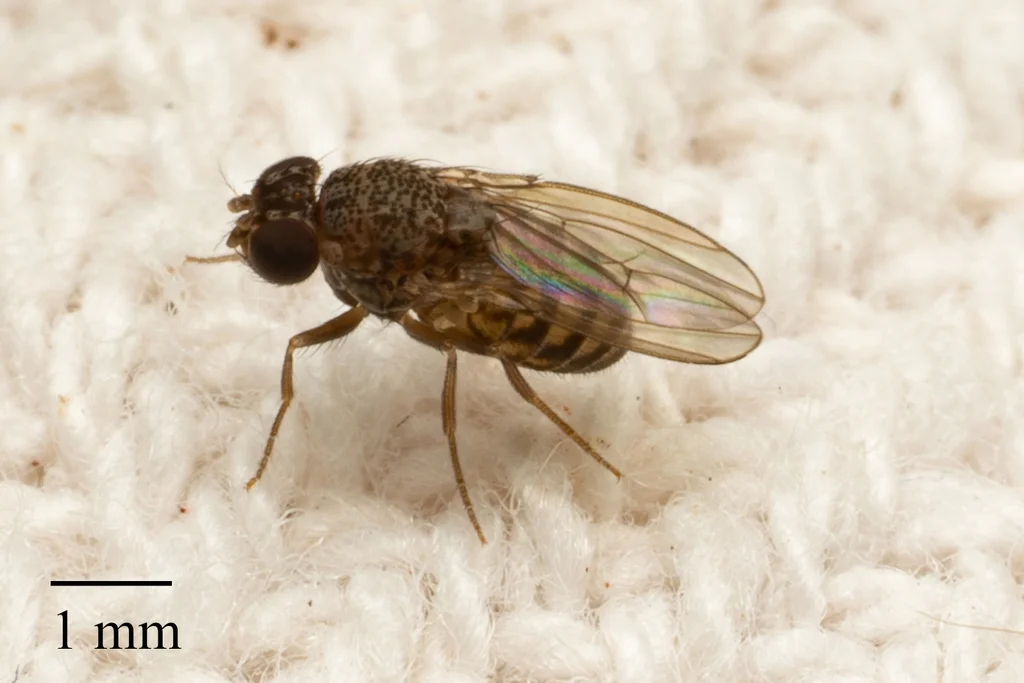 Three-quarter view of dark-eyed fruit fly displaying wing venation pattern