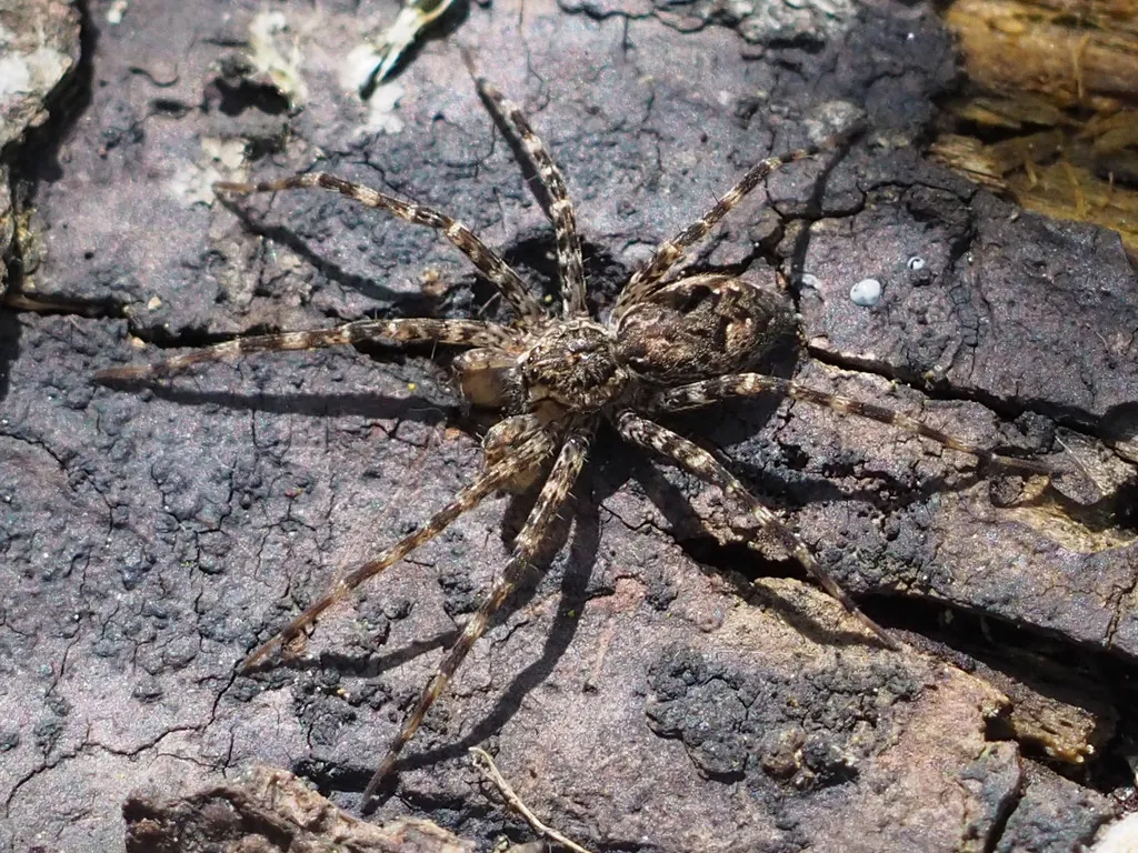 Dark fishing spider camouflaged on tree bark in the woods