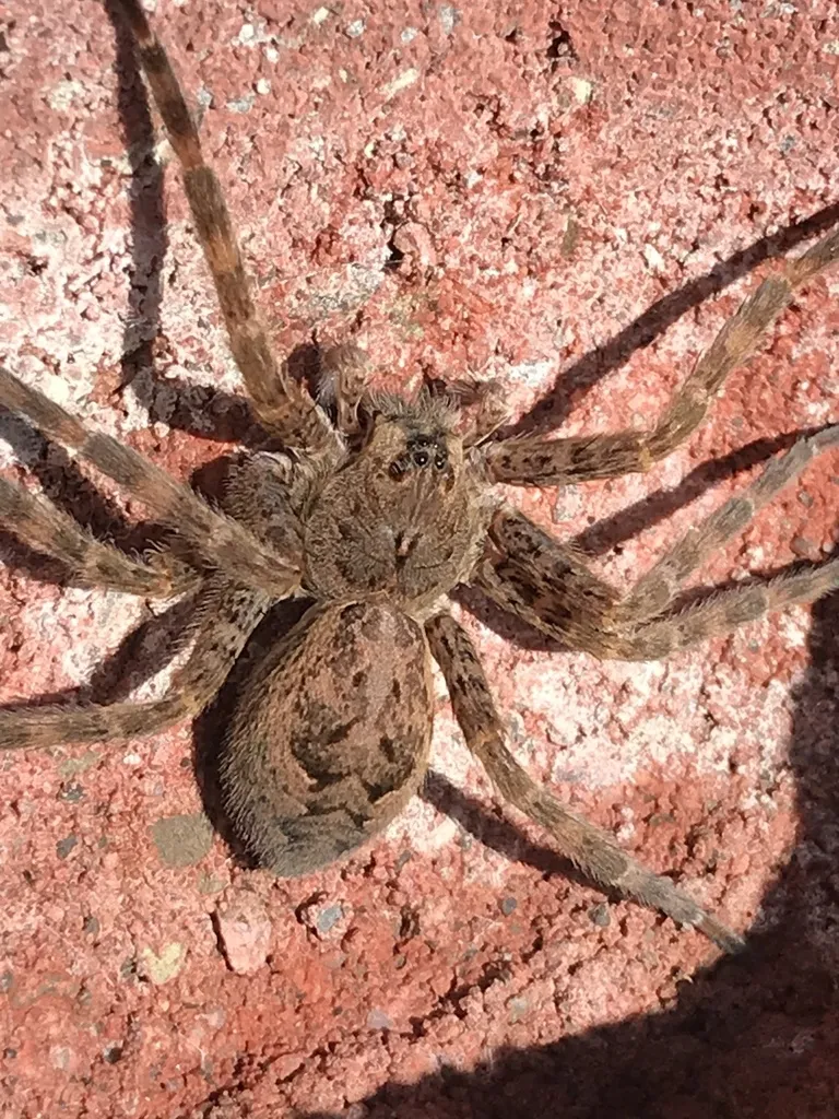 Close view of a dark fishing spider on brick showing the chevron pattern on its abdomen