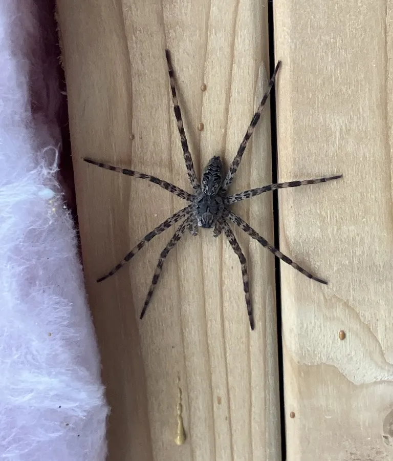 Dark fishing spider on wall framing next to insulation inside a home