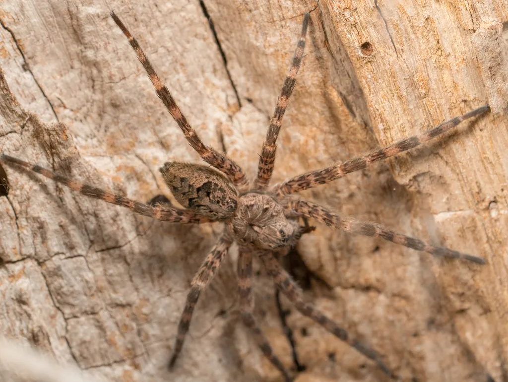 Dark fishing spider resting flat on weathered wood with legs spread