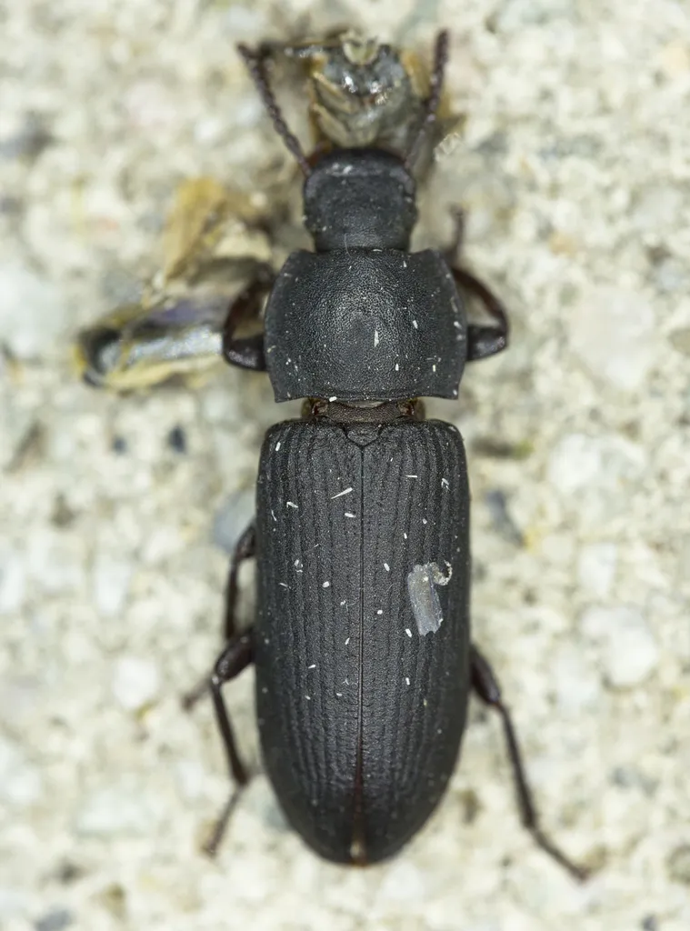Close-up top-down view of a dark mealworm beetle on stone showing grooved wing covers and dense punctation on the pronotum