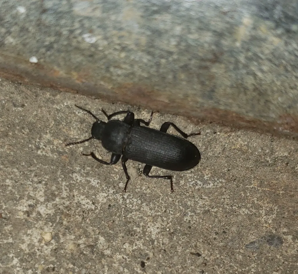 Dark mealworm beetle on a concrete surface at an angle showing its full body profile and legs