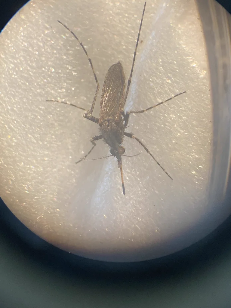 Magnified view of dark ricefield mosquito showing detailed body features