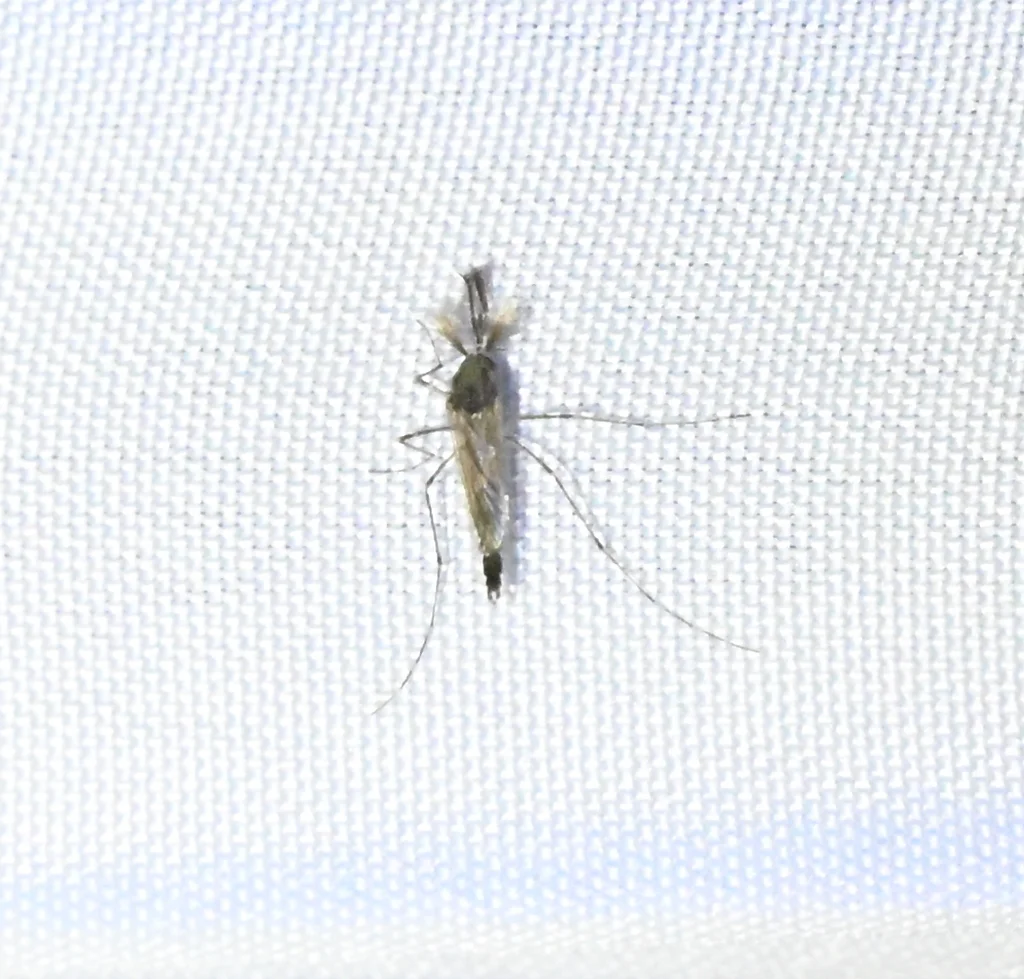 Dark ricefield mosquito on mesh screen displaying wing patterns and leg markings