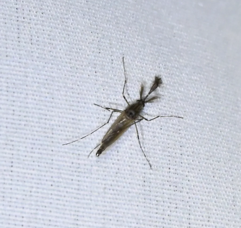 Side profile of dark ricefield mosquito resting on white cloth showing full body structure
