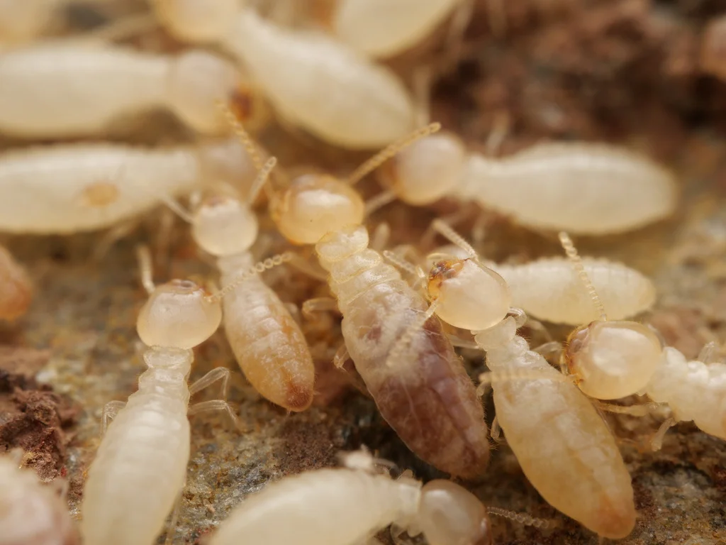 Close-up of dark southern subterranean termite workers showing body segments and antennae