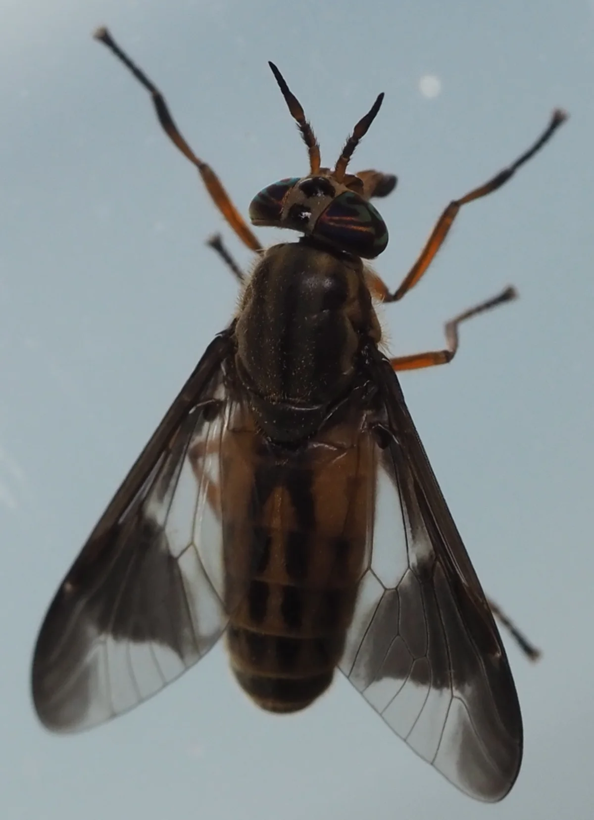 Deer fly viewed from above showing spread wings with dark patches and striped abdomen