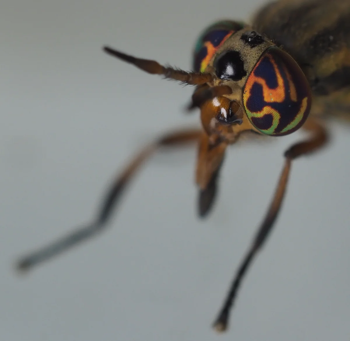 Close-up of deer fly head showing large colorful compound eyes with iridescent patterns