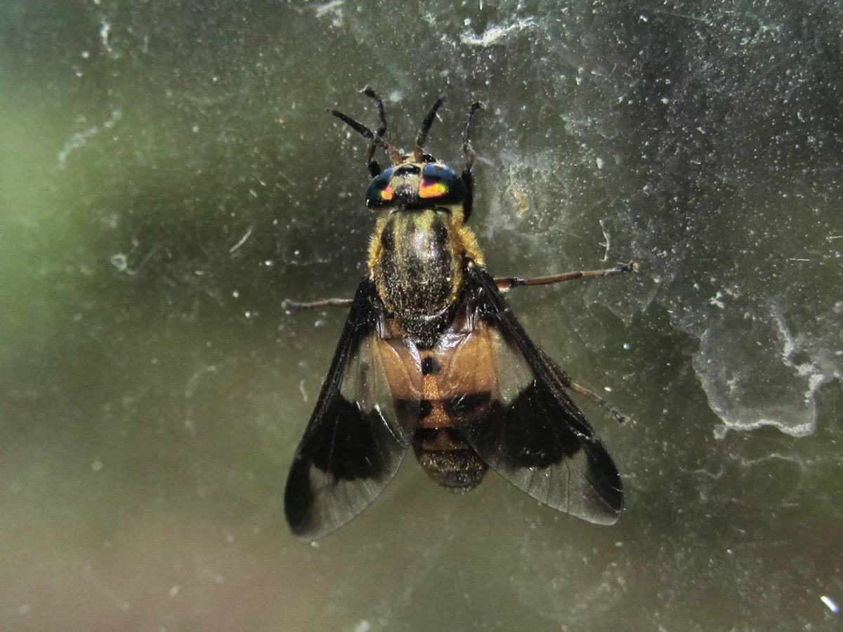 Deer fly viewed from below showing wing structure and body details