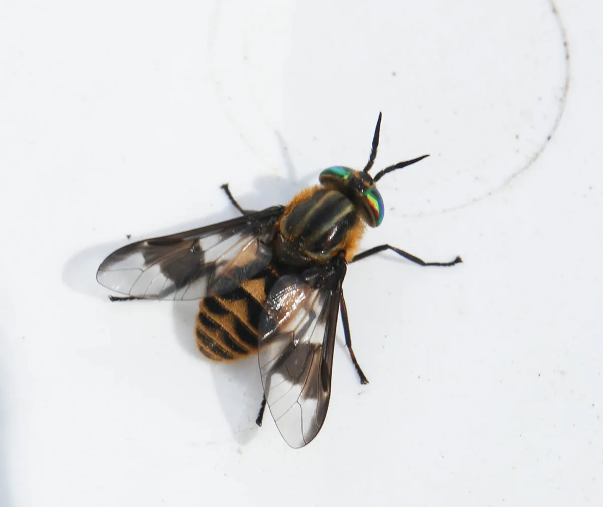 Deer fly on white surface displaying characteristic yellow and black coloration