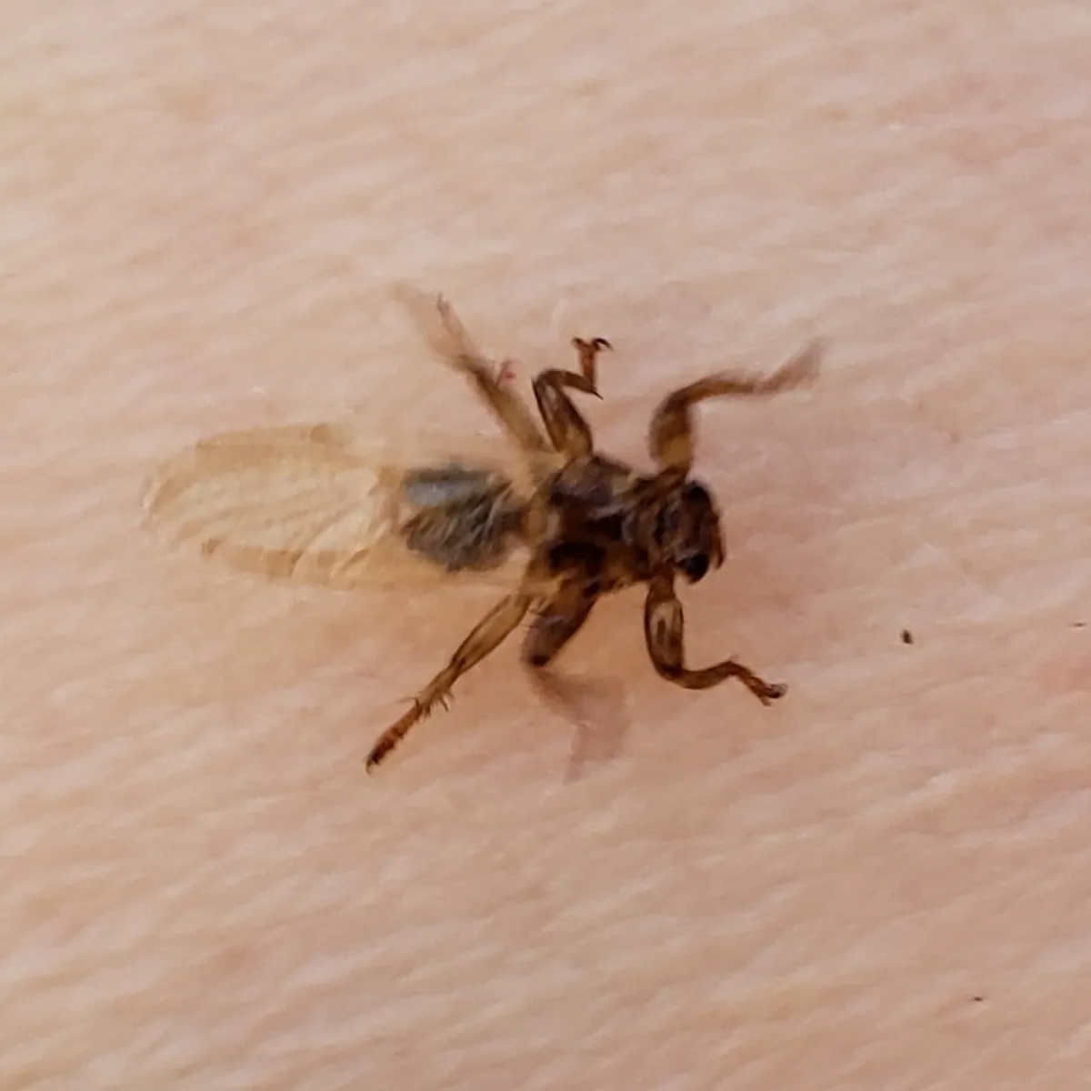 Winged deer ked on skin before shedding its wings showing translucent flight wings