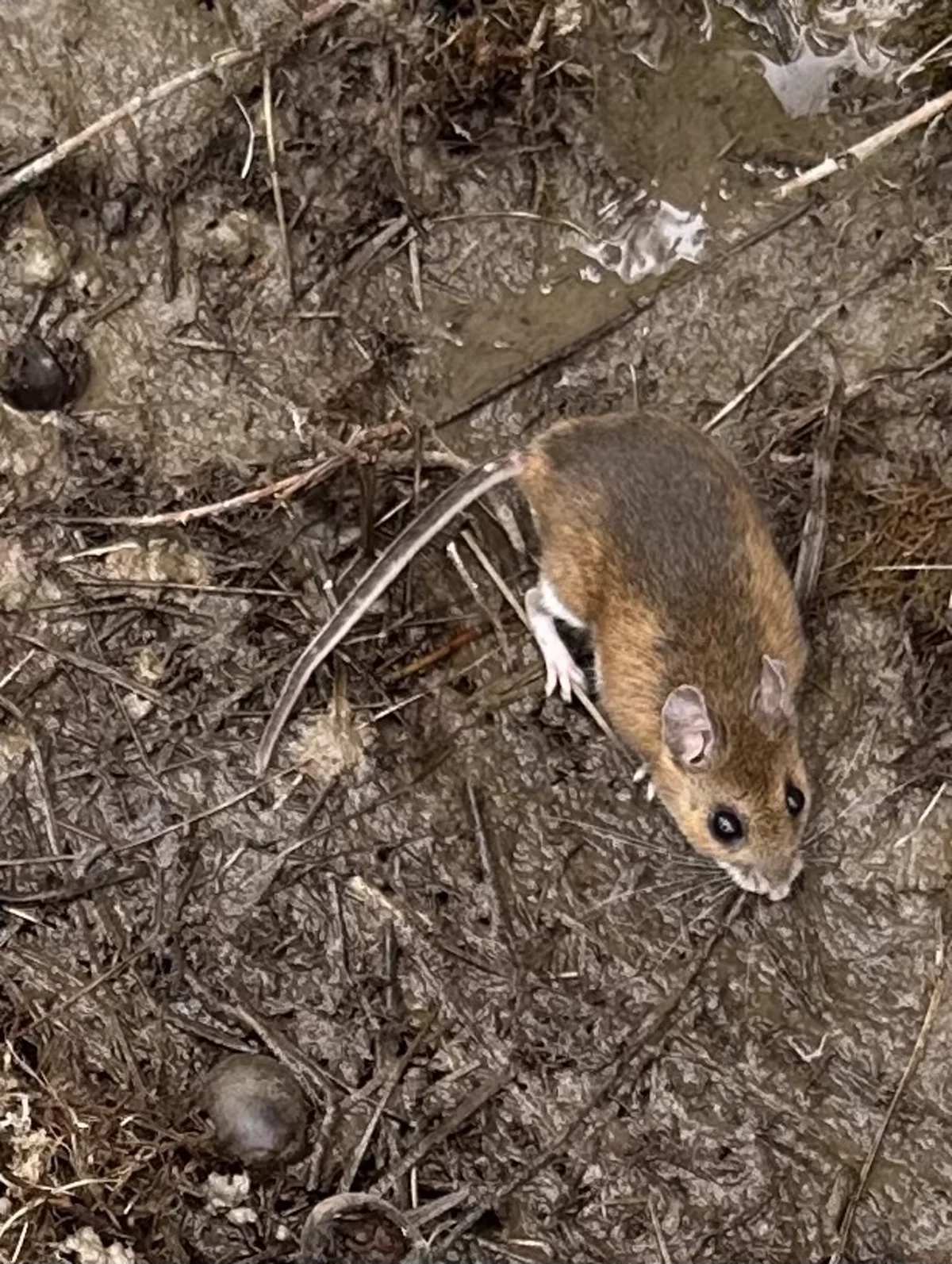 Deer mouse foraging in natural woodland habitat