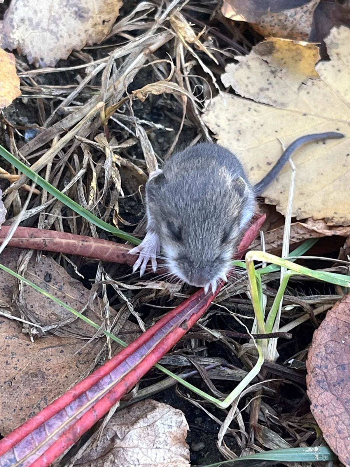 Deer mouse among fallen leaves showing typical outdoor habitat