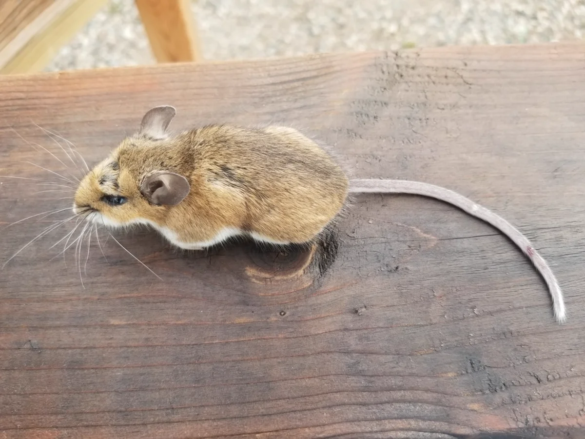 Top-down view of a deer mouse on wood showing reddish-brown fur and long tail